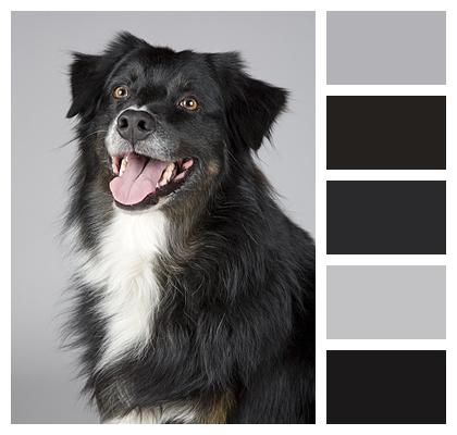 Sheltie Dog Animal Portrait Image